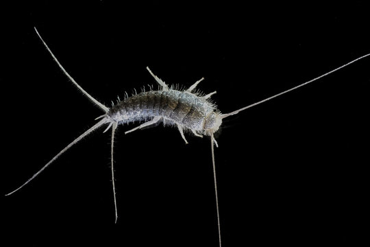 Silverfish (Lepisma saccharina)