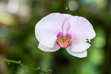 Naklejka na ściany i meble Pink orchid closeup