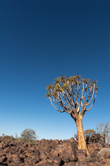 A vertical crop of a single,  lone quiver tree (kokerboom) standing between plenty rocks and deep...