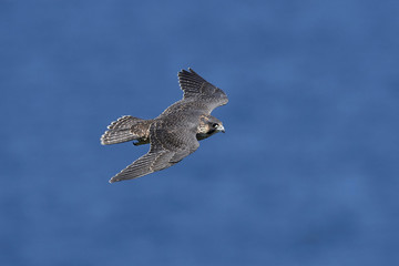 Peregrine falcon (Falco peregrinus)