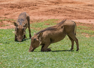 Warthogs Eating