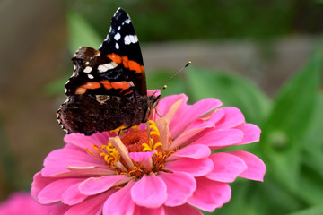 Red Admiral butterfly on a pink gerbera