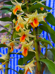 Green orange Dendrobium Orchid flower in tropical garden