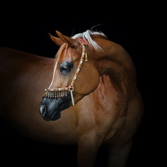 Portrait of a beautiful chestnut arabian horse look back isolated on black background