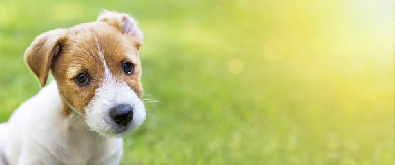 Beautiful happy jack russell terrier pet puppy dog looking at the camera - web banner with copy...