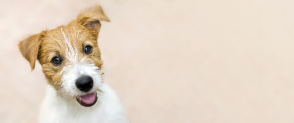 Gelukkig lachend jack russell terrier hond huisdier puppy - webbanner met kopie ruimte