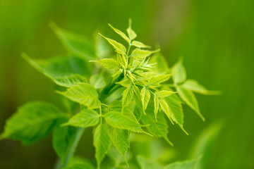 Green leaves on a tree as a background