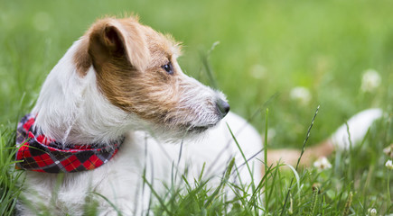 Red collar scarf  jack russell terrier pet dog puppy laying in the grass and looking - web banner idea