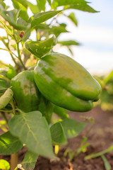 Green pepper on the bush in the garden