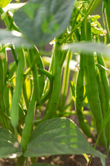 Bean pod on a bush in the garden