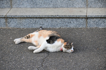 外猫