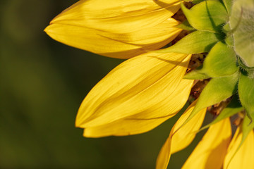 Yellow petals on a flower of a sunflower