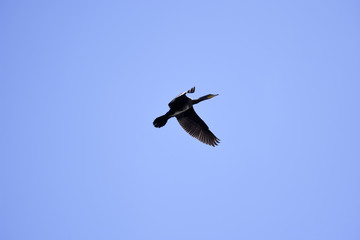 Vogelarten der Natur. Kormoran