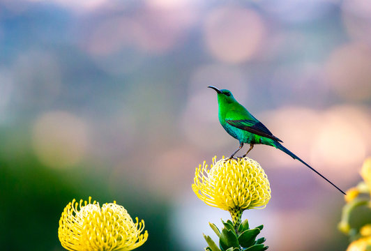 Malachite Sunbird