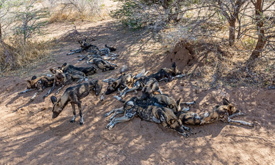 African Wild Dogs