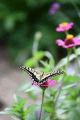 ジニアの花とあげはちょう
