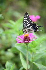 ジニアの花とあげはちょう