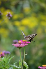 ジニアの花とあげはちょう