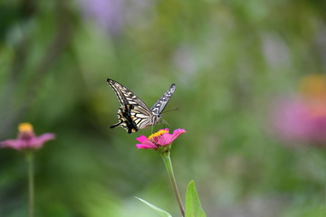 ジニアの花とあげはちょう