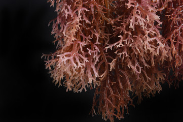 seaweed © antonihalim