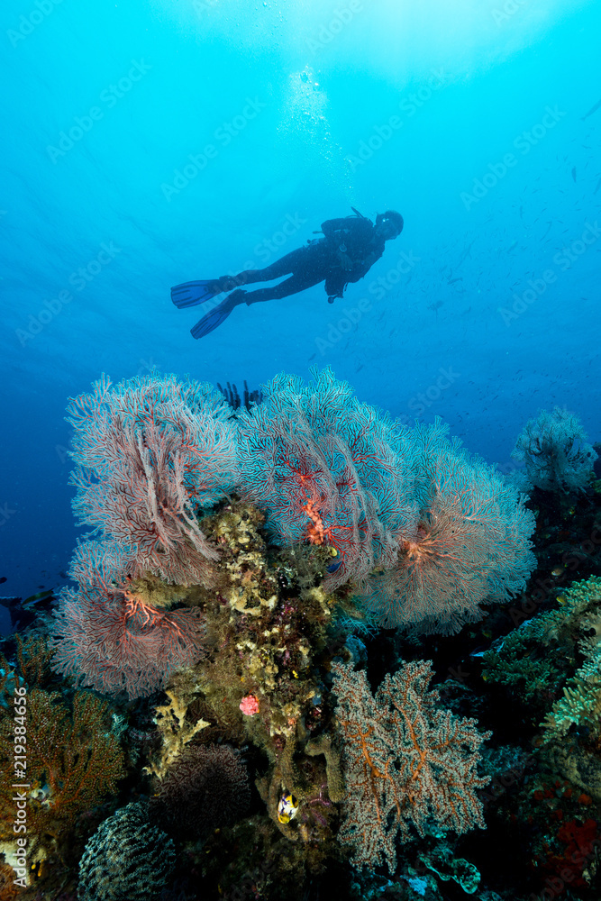 Wall mural sea fan or gorgonian on the slope of a coral reef with visible water surface and fish and woman diver