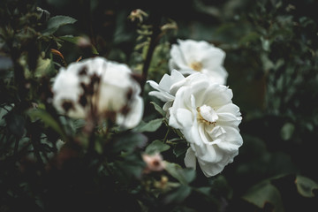 White flowers with dark moody green leaves