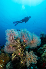 Fototapeta premium sea fan or gorgonian on the slope of a coral reef with visible water surface and fish and woman diver