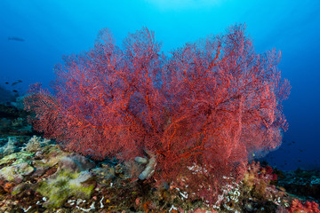 sea fan or gorgonian on the slope of a coral reef with visible water surface and fish