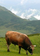 Fototapeta premium Toro pastando