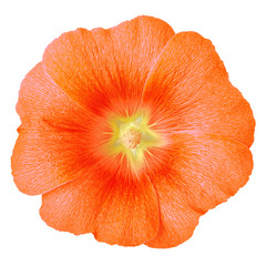 orange yellow flower lavatera isolated on white background. Flower bud close up.  Element of design. Nature.