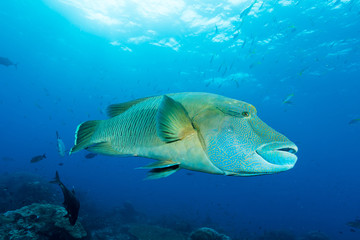 Fototapeta premium humphead wrasse fish