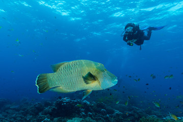 humphead wrasse fish with woman diver