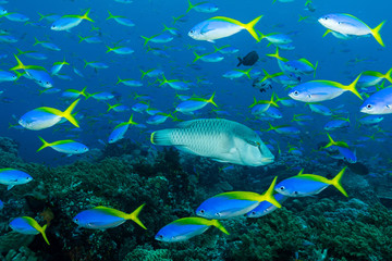 Fototapeta na wymiar humphead wrasse fish with school of blue and yellow fusilier