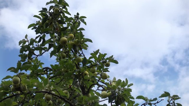 Branches of an apple tree with apples on a sky background