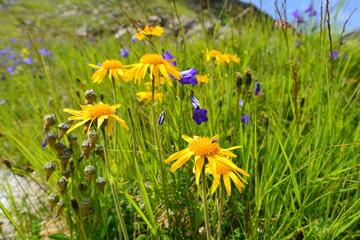 Arnika und Glockenblume in Tirol