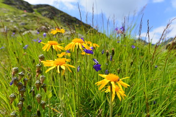 Arnika und Glockenblume in Tirol