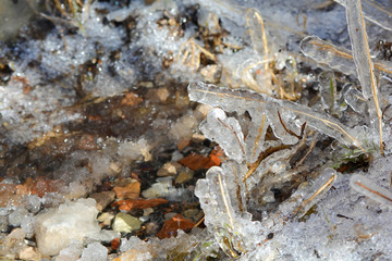 Dried grass in ice