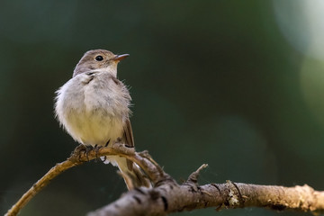 Red-breasted Flycatcher