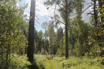 Trail in the summer forest