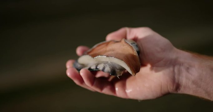 Australian farmed Tiger abalone being gently handled with dark background.