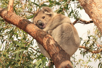 ours koala sur gommier