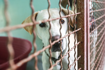 Dog in an animal shelter