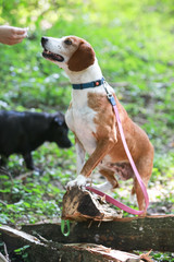 Dog in an animal shelter