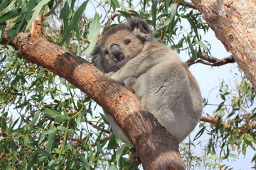 koala bear on gum tree