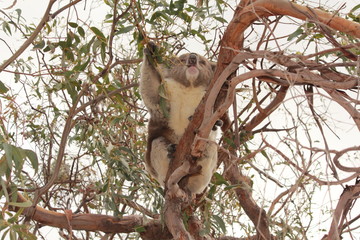 koala bear on gum tree