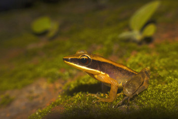 Bronzed frog, Hylarana temporalis. Sharavathi Wildlife Sanctuary, Karnataka, India