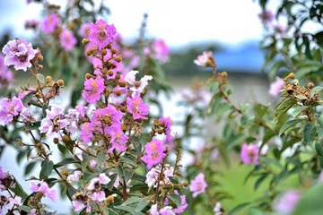 pink flowers nature background