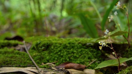 beautiful small flowers in nature on forest background.