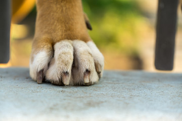 Boxer dog's paw. Slovakia