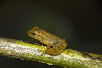 Close view of Bush frog from Agumbe of Karnataka, India